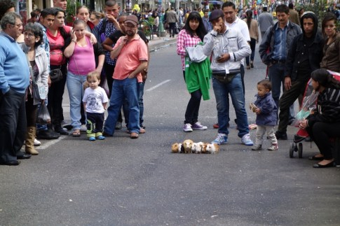 Street guinea pig race (Bogota, Colombia)