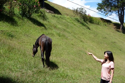 Scared of the wild horse (Jerico, Colombia) Scared of the wild horse (Jerico, Colombia)