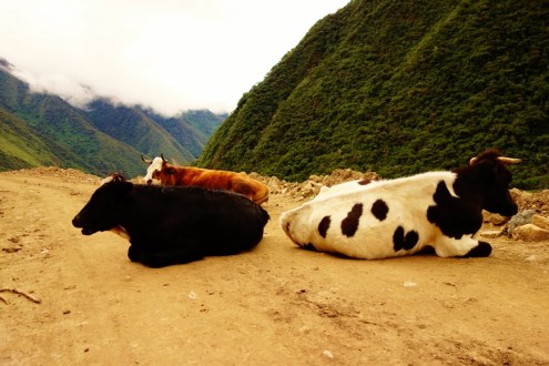Day 2 of Salkantay Trek to Machu Picchu, Peru