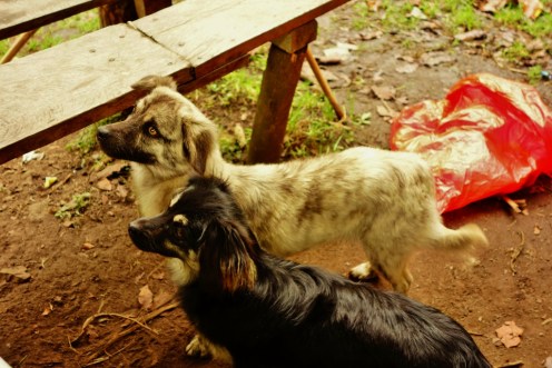 Day 2 of Salkantay Trek, Peru