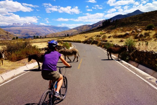 Donkey Crossing in Chivay, Peru