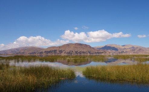 Lake Titicaca reeds