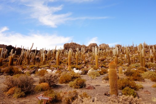 Incahausi Island in Salar De Uyuni 