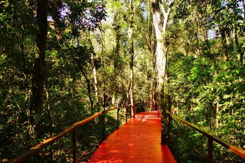 The walkways at our jungle lodge, La Cantera, in Puerto Iguazu