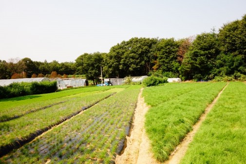 Jason's family land near Seoul, Korea