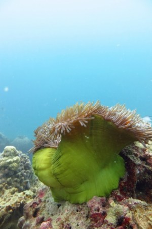 Anemone swaying in the current (Perhentian Islands, Malaysia)