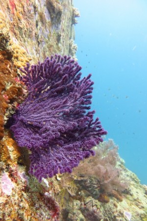 Beautiful soft sea coral (Perhentian Islands, Malaysia)
