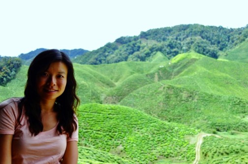 Cameron Valley tea fields (Malaysia)