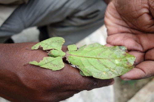 Leaf bug (Cameron Highlands, Malaysia)