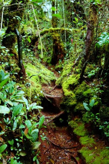 Mossy Forest (Cameron Highlands, Malaysia)