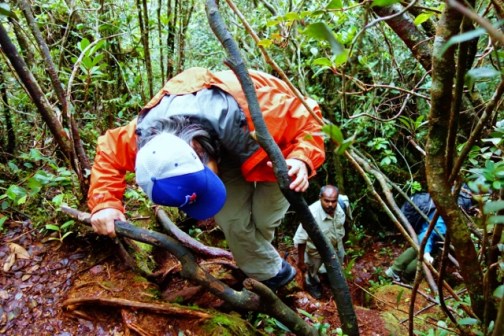 Mossy Forest (Cameron Highlands, Malaysia)