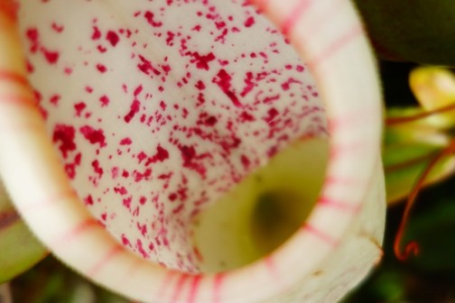 The carnivorous plant in the Mossy Forest (Cameron Highlands, Malaysia)